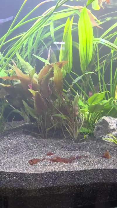 Chill vibes in Taters new tank