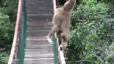 Gibbon demonstrating the proper way to cross a bridge