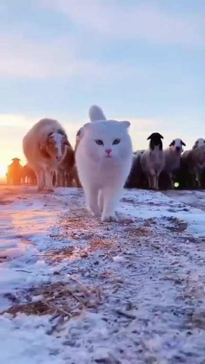 I finally infiltrated the pack!