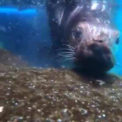 Oyster shucking! (Oregon Zoo)