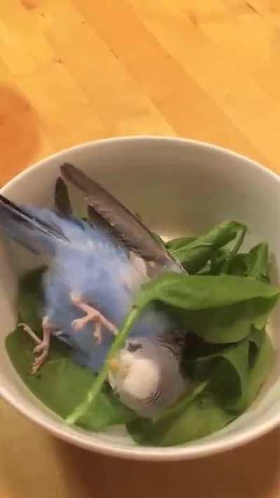 Popeye The spinach loving parrot