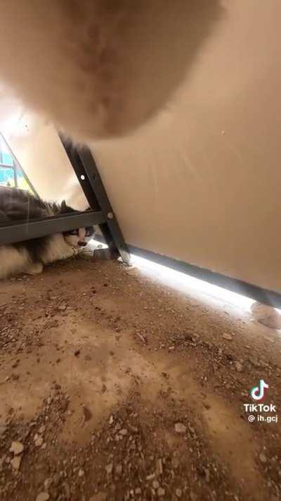 Heeeee's Baaaaaack........🐈