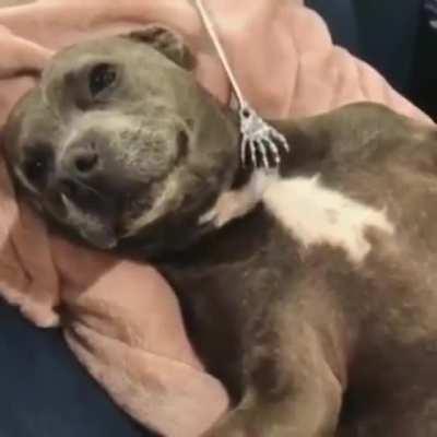 The life of a scratcher