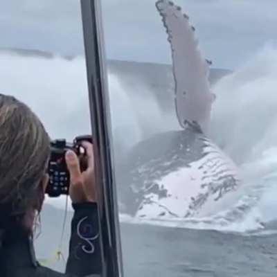 This really puts a humpback whales true size into perspective