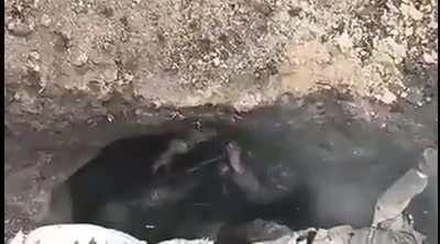 A Ukrainian drone drops a grenade on a Russian soldier, after which he commits suicide.