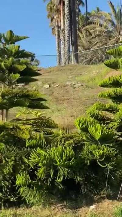 lil grass drop in the homie showed me yesterday 🤙🏽