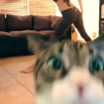 Milo wants attention.