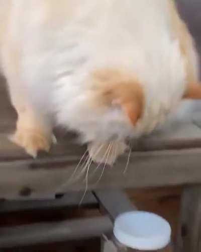 Dropping a hint to my human