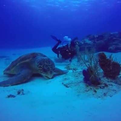 Giant sea turtle