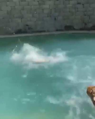 Swimming with killing machines