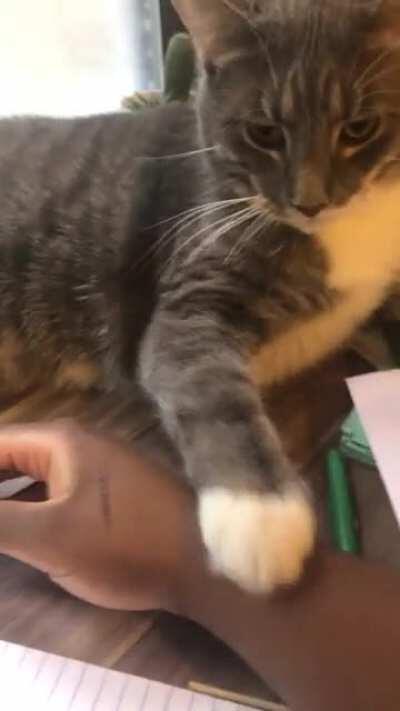 I haven’t been able to be productive for a whole week, when I finally sit down to do work he pulls this 😭