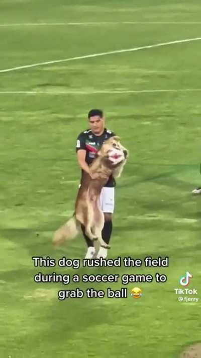 Zero regrets. 100% doggo would do it again. 