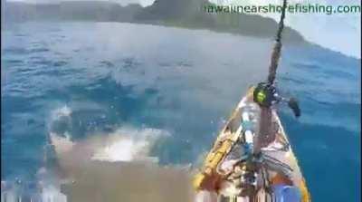 ð¥ Tiger shark attacks boat