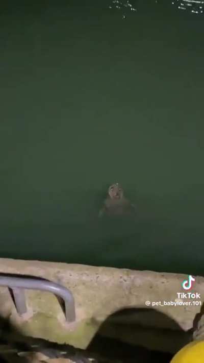 Cute seals because why not