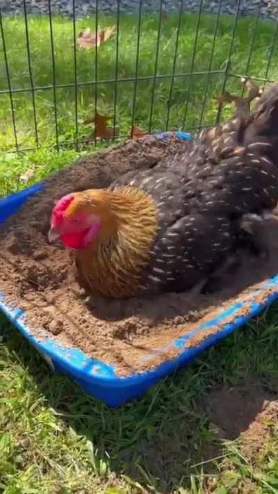 Daisy never had access to grass or a dust bath at her previous home so this is her first ever dust bath