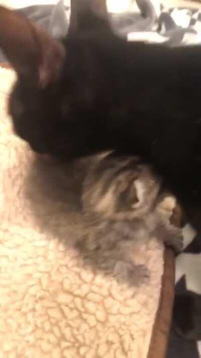 Rescued these two off the euth list with twenty minutes to spare. Happy in my foster home now :) Yoko and 1 week old Lennon