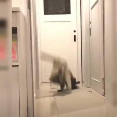 A CAt FuCkInG DeStRoY THe aGGReSSoR!