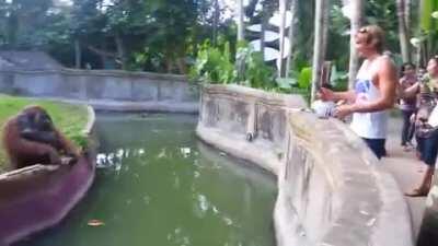 Orangutan trades banana for candy