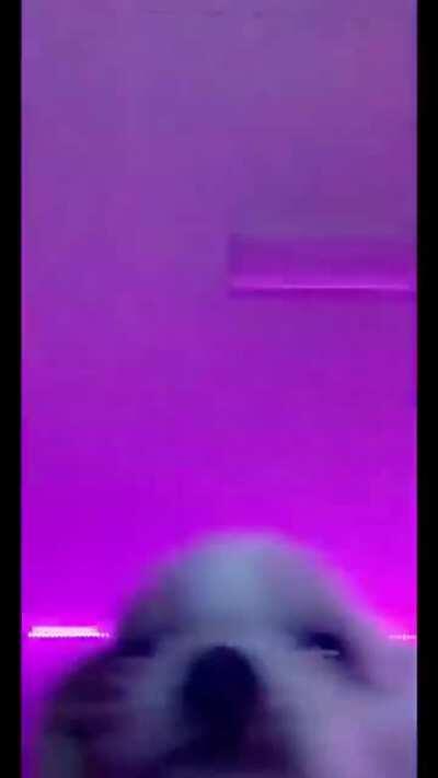 Missing raves but at least I can party at home with my puppy.