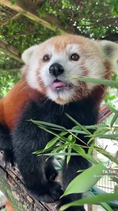 Cute Pandas are not only pandas but doctors as well because their CUTENESS can even cure depressions