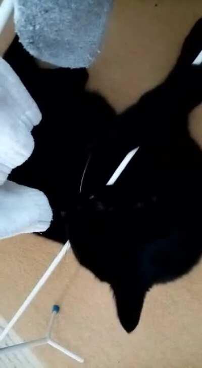 My cat loves biting the clothes horse