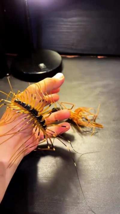 Apparently these are pets