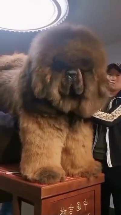 This Huge Dog