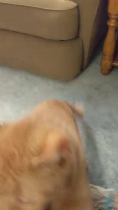 Cat attacks bird, vol. 2