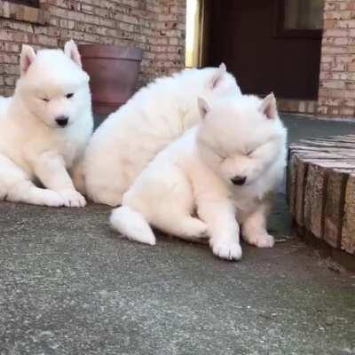 Adorable Little Huskies