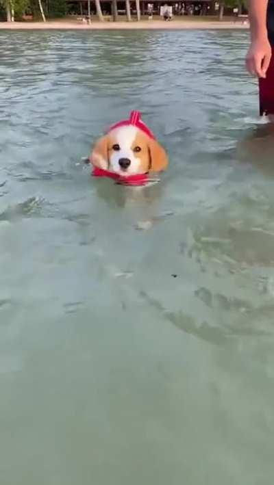 This is Muffin. She hopes there’s still a spot on the Olympic team for her. Confident this is all they need to see