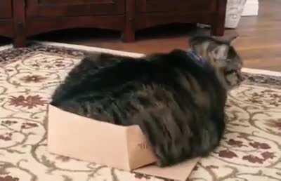 Trying to get in my summer clothes after quarantine