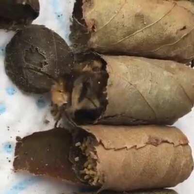 Запретная Долма (Люцерновая пчела-листорез)