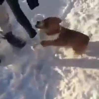 Corgi jumps from plane.