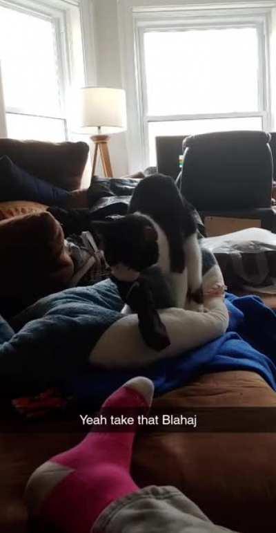 My cat has a beef with my cuddle buddy Blahaj