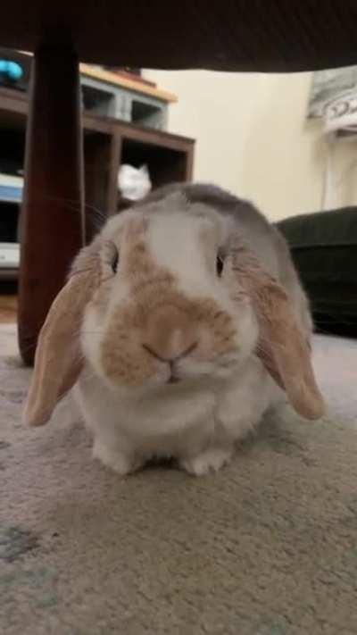 This is zombie and she’s almost 6 and she’s beautiful