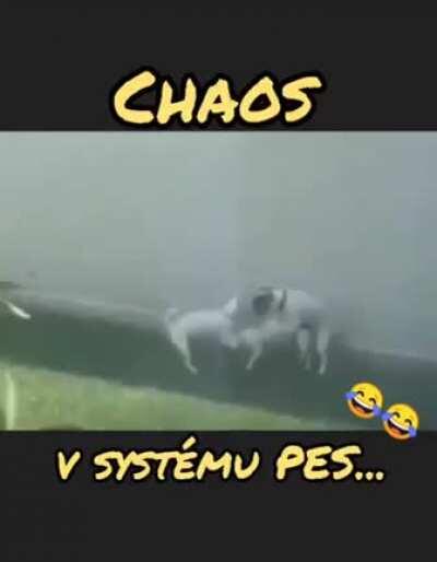 Dogs trying to figure out how this should be done (is this the right sub?)