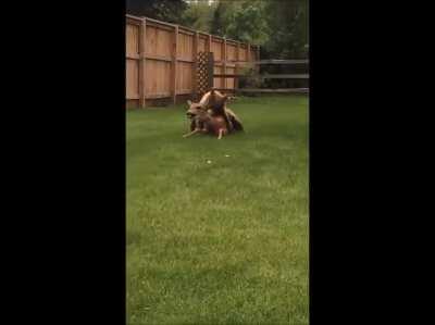 Deer screaming while it gets mauled by a Bear