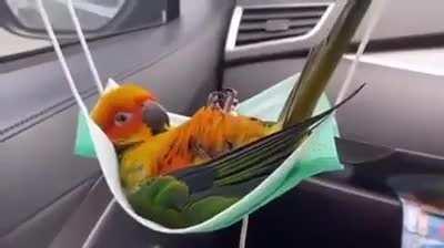 great hammock from ali express 😂