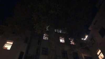 HMFT after this dog chases me too high up a tree.(Cat needed to go to vet but survived)