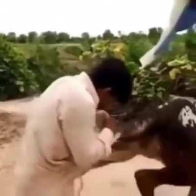WCGW: biting a cow’s tail