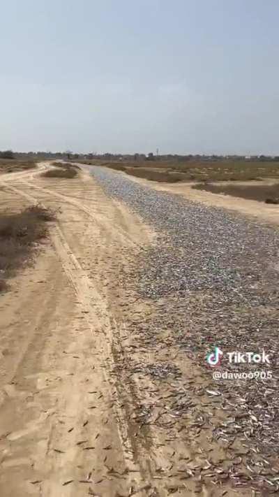 Fish road, road fish