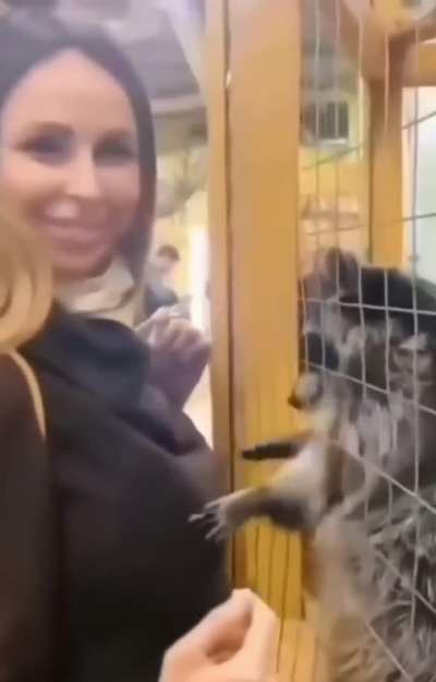 This raccoon's got zero self-control🙃