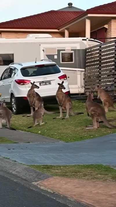 Can it get more Aussie?