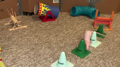 Tofu doing some fun agility!