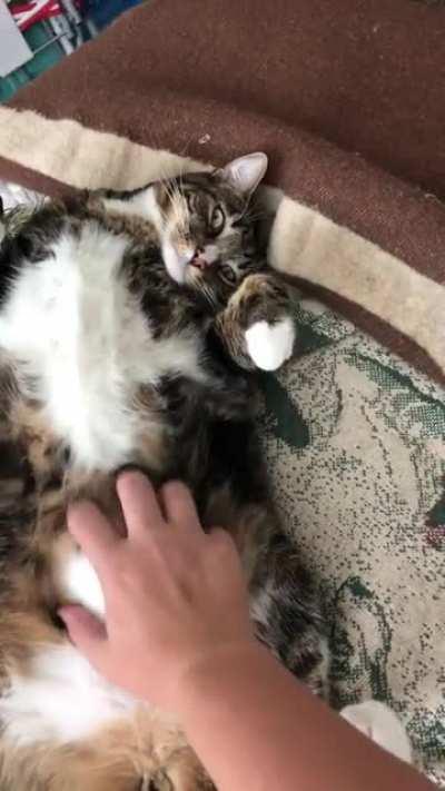 Chonky boy likes the belly scratches