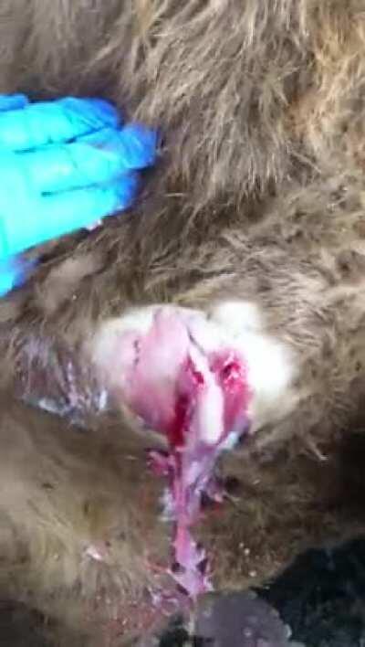 Where strawberry milk comes from.