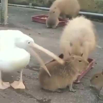 This pelican trying to eat a capybara