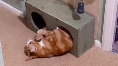 Vera chasing her tail