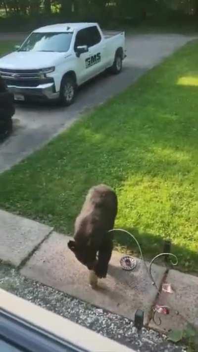 Cat Sees Bear For the First Time