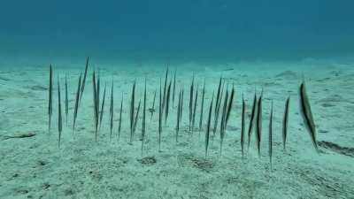 A group of Grooved Razorfishes